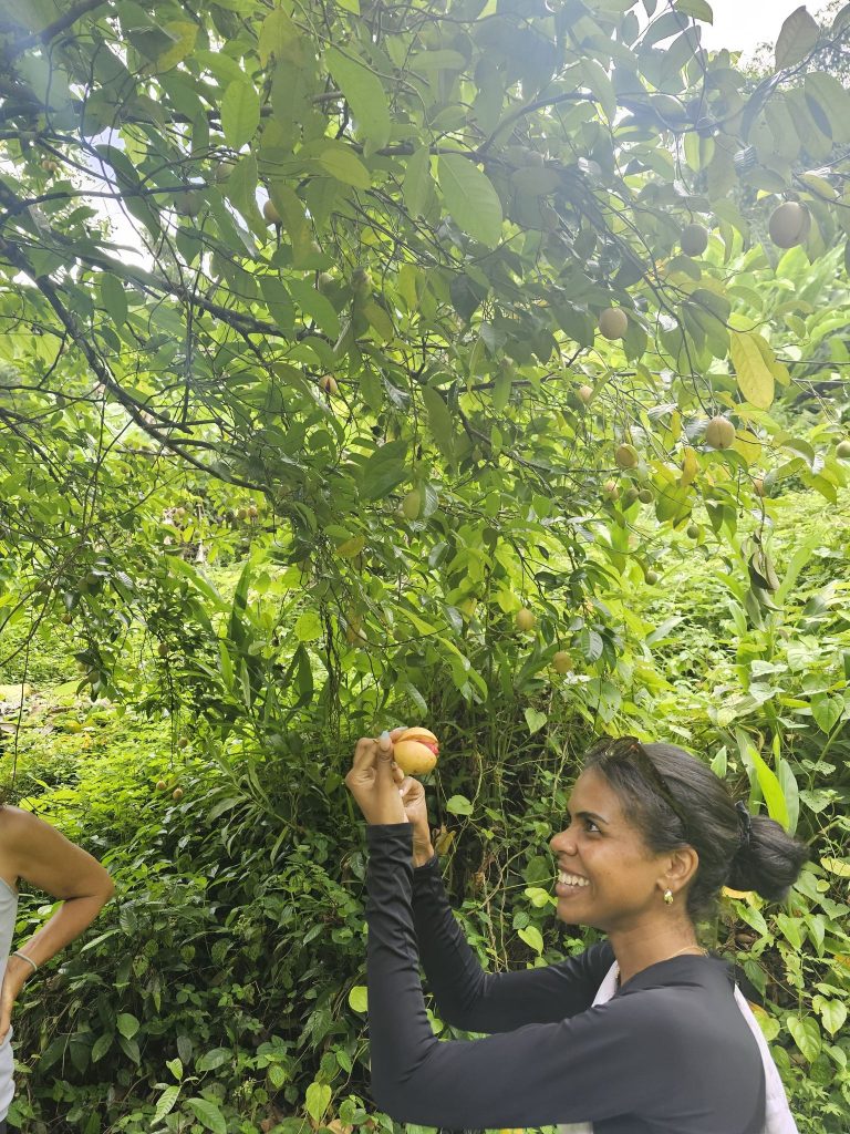 Grenada The Spice Isle Of The Caribbean