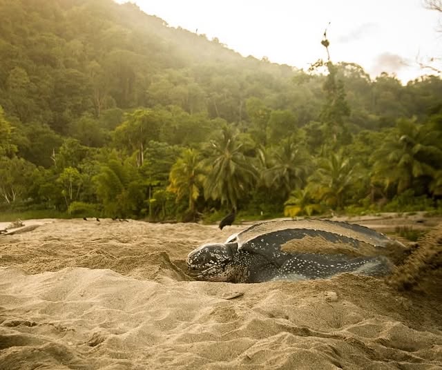 Leatherback Turtle