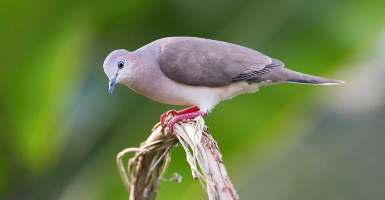National Bird Wildlife Habitat