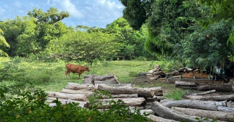 Westerhall St. David