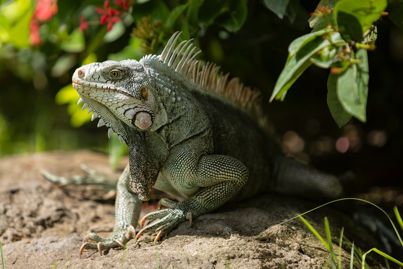 Grenada Iguana