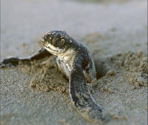 Leatherback Turtle